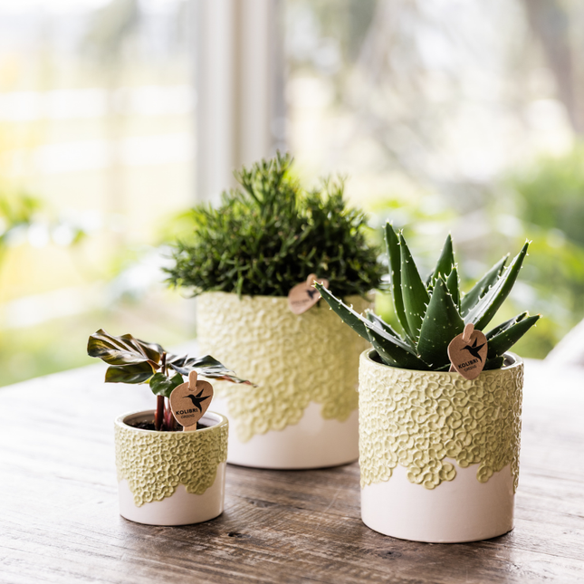 Kolibri Greens - set van 4 groene planten - groene kamerplant - Ø6cm