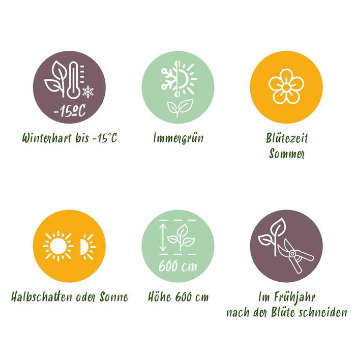 Magnolia grandiflora - Bloem Wit - 1 Plant - Bladhoudend - Weinig Onderhoud - Pot 12cm Hoogte 30cm