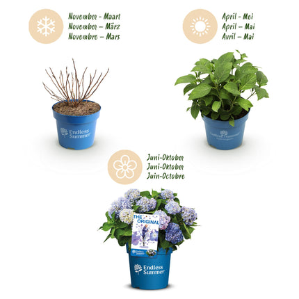 Hortensja Endles Summer Orginal Blue - Hortensja - Niebieska - ↕20-25cm - Ø14cm - 2x