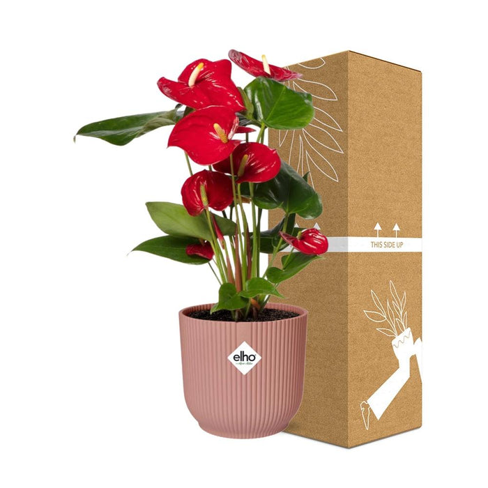 Anthurium Red Ø12cm - in roze elho Vibes Fold Ø14cm