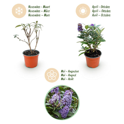 Buddleja davidii Butterfly Candy Little Lila - Arbusto delle farfalle - Compatto - Lillà - ↕20-25cm - Ø12cm