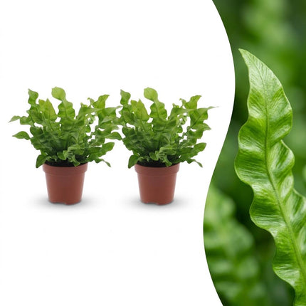 Asplenium Crispy Wave - Asplenium Crispy Wave - 2x - Pot 12cm - Hoogte - 30cm