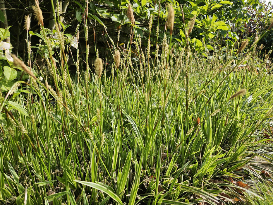 Carex morrowii 'Aureovariegata'  - Zegge - ↕10-25cm - Ø9cm - 6x