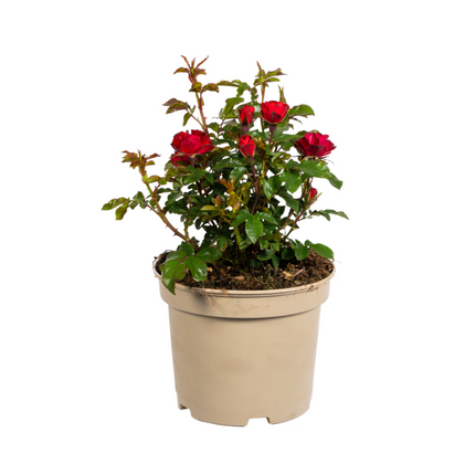 Rosa Zepeti - ↕35-40cm - Ø19cm
