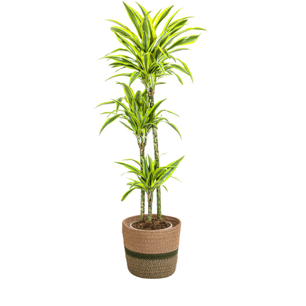Dracaena Deremensis Lemon Lime met mand - ↕130-150cm - Ø24cm