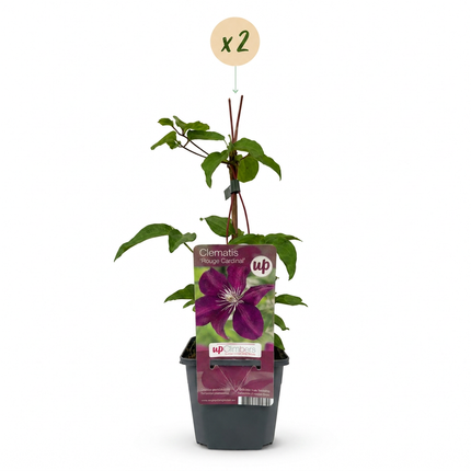 Clematis Rouge Cardinal - Klimroos Rouge Cardinal 2x - Rood - Klimplant - Ø9cm - ↕35cm