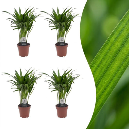Areca Lutescens - Goudpalm - 4x - Pot 12cm - Hoogte - 45cm
