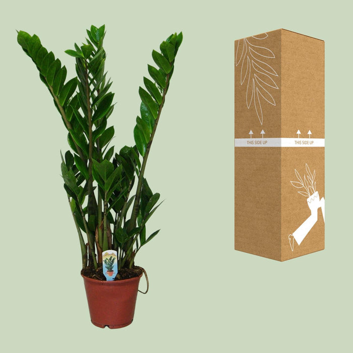 Zamioculcas Zamiifolia - ZZ Plant - ↕50cm - Ø14cm