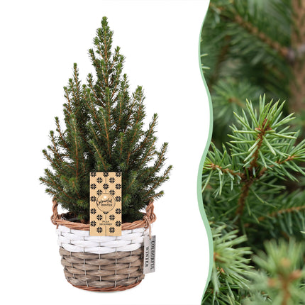 4x Picea glauca Conica - Kegelspar - Groen - Kerstboom - incl. mand - Ø17cm - ↕65cm