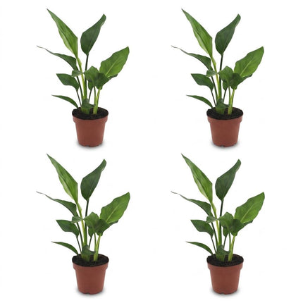 Strelitzia Reginea - Paradijsvogelplant - 4x - Pot 12cm - Hoogte - 35cm