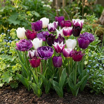 140x Tulipa Blueberry mix - Bloembollen - Tulipa Blueberry-mix - Diversen - Voorjaarsbloeier - Bolmaat 11/12