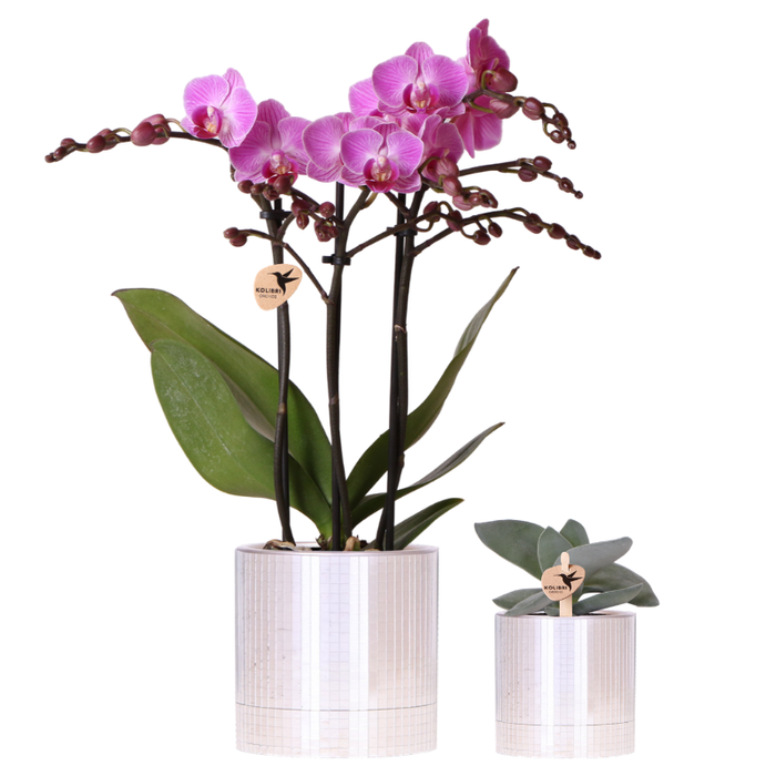 Kolibri Company | Plantenset Disco | Paarse Vienna orchidee Ø9cm + Succulent incl. keramieken sierpotten