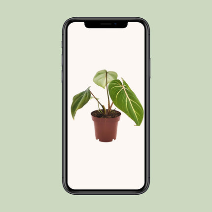 Philodendron Gloriosum - ↕25cm - Ø12cm