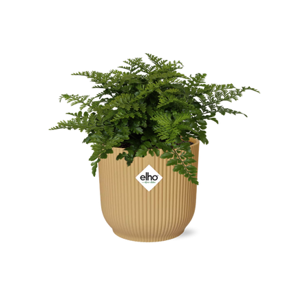 Asplenium Parvati en elho Vibes Fold Ø14cm amarillo