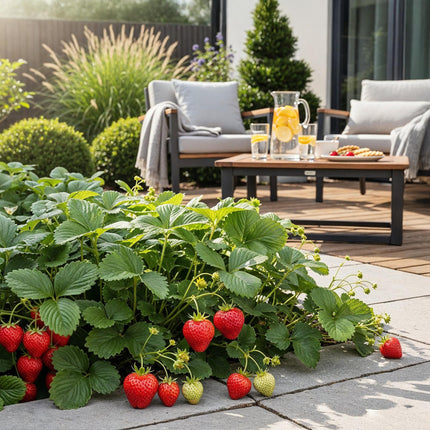 Fraisier - Fragaria Elsanta - Fraise Rouge - Ø9cm - 6x