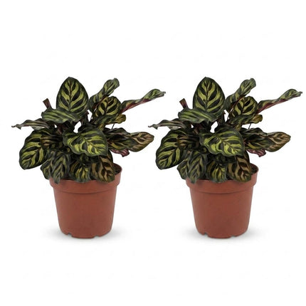 Calathea Makoyana - Pauwenplant - 2x - Pot 12cm - Hoogte 25cm