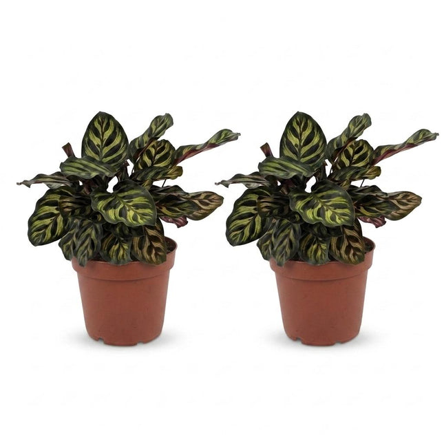 Calathea Makoyana - Planta pavo real - 2 unidades - Maceta de 12 cm - Altura: 25 cm