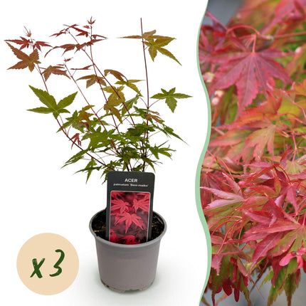 Japanese Maple - Acer Palmatum Beni-maiko - Red - ↕35cm - Ø12cm - 3x