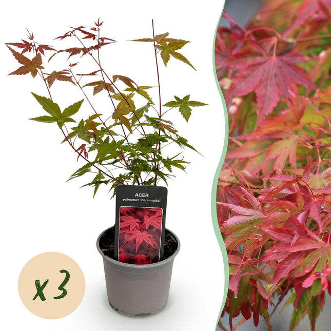Japanese Maple - Acer Palmatum Beni-maiko - Red - ↕35cm - Ø12cm - 3x