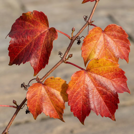 Parthenocissus tr. 'Veitchii Boskoop' - Wilde wingerd 4x - Geel - Groen - Klimplant - Ø9cm - ↕35cm