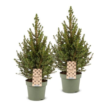 2x Picea glauca Conica - Kegelspar - Groen - Kerstboom - Ø17cm - ↕65cm