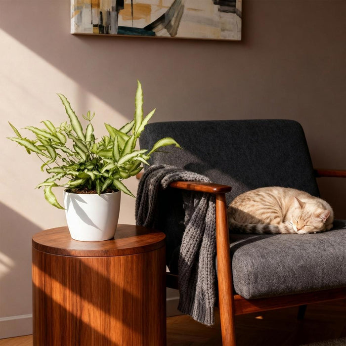 Pteris cretica Albolineata - Lintvaren - met witte plantenpotten - ↕20cm - Ø12cm - 2x