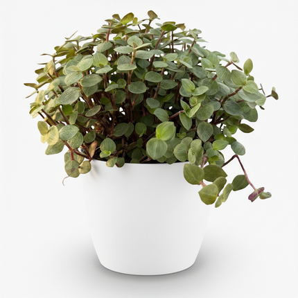 Callisia repens - Pianta tartaruga - con vaso bianco - ↕15-20cm - Ø12cm