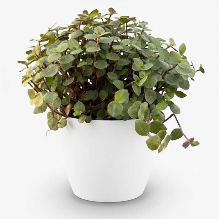 Callisia repens - Schildpadplant - met witte plantenpot - ↕15-20cm - Ø12cm