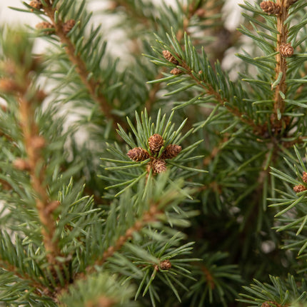 2x Picea glauca Conica - Kegelspar - Groen - Kerstboom - Ø17cm - ↕65cm