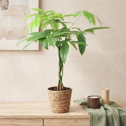 Pachira Aquatica braided trunk - Money tree - ↕60-70cm - Ø17cm
