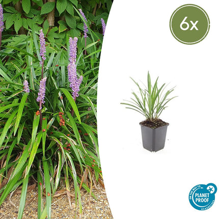 Liriope muscari 'Ingwersen' - Erba giglio - ↕10-25cm - Ø9cm - 6x