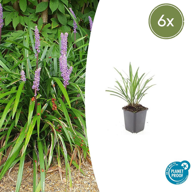 Liriope muscari 'Ingwersen' - Hierba de lirio - ↕10-25cm - Ø9cm - 6x