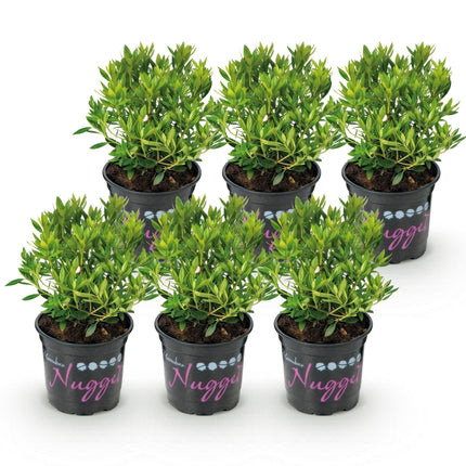 Dwerg Rhododendron - Rhododendron Bloombux Light Pink - Bloeiende Buxus - Licht Roze Bloem - ↕20-25cm - Ø10,5cm - 6x