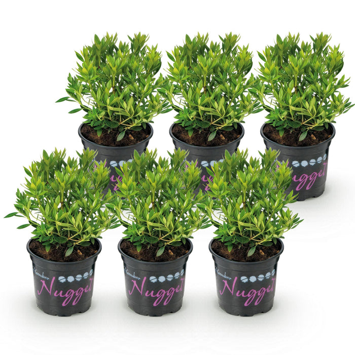Dwerg Rhododendron - Rhododendron Bloombux Light Pink - Bloeiende Buxus - Licht Roze Bloem - ↕20-25cm - Ø10,5cm - 6x