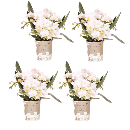 Kolibri Orchids | Combi Deal - 4 Witte Phalaenopsis Orchideeën Botanic Nazare - Ø9 cm