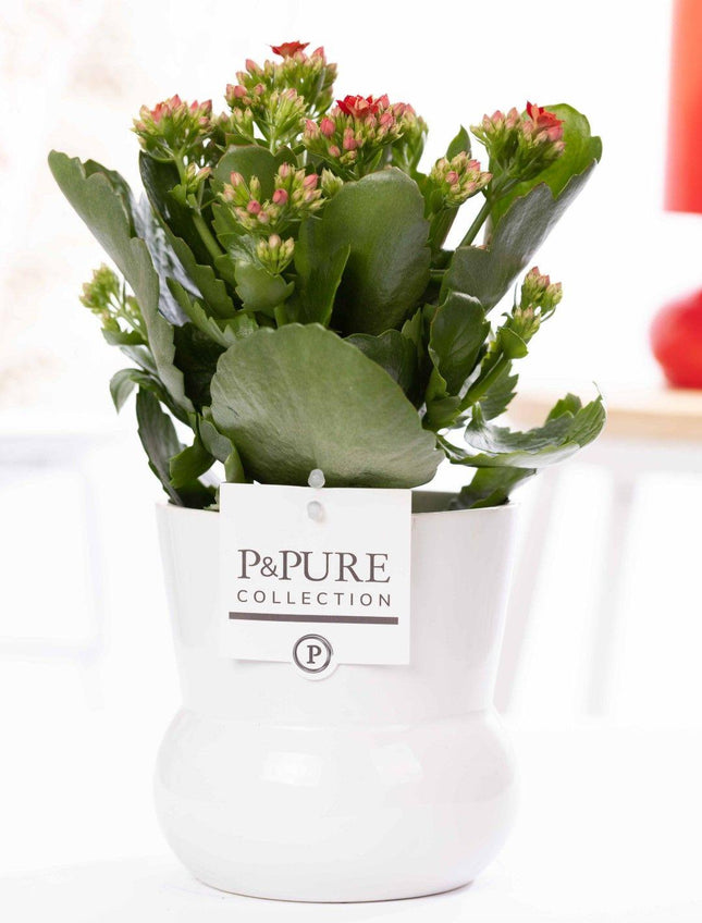 Kalanchoe roja en jarrón para plantas P&PURE Maximawhite - Ø12cm - ↕27cm