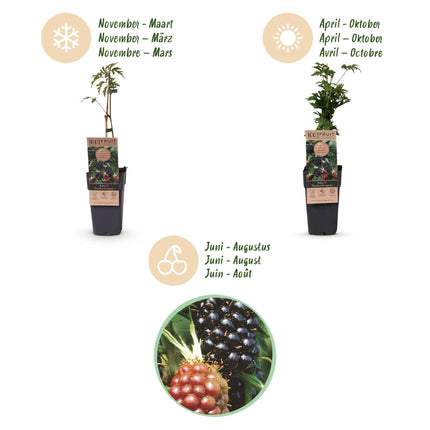Rubus fruticosus Sempreverde Senza Spine - Pianta di Mora - Senza Spine - Mora - 2 Piante - Vaso da 15 cm - Altezza 50 cm