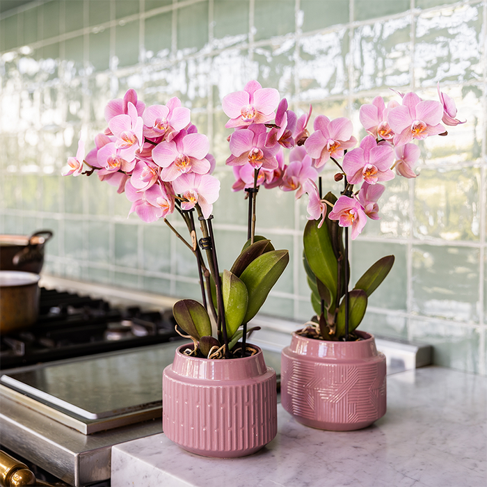 Surprise box mix - planten eenkleurig voordeel box - verrassingsbox met 2 Roze orchideeën 9cm
