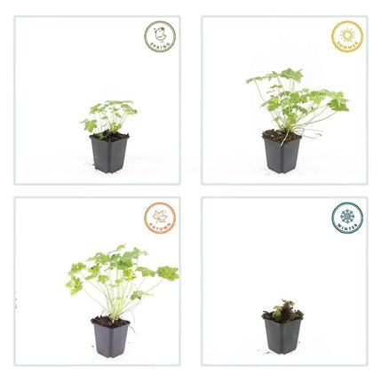 Geranium macrorrhizum 'Czakor' - ↕10-25cm - Ø9cm - 12x