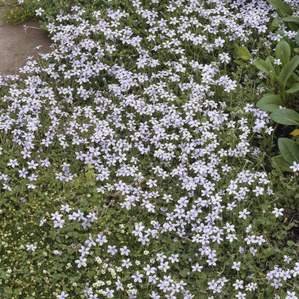 Isotoma Fluviatilis - Blue Ground Creeper - ↕10-25cm - Ø9cm - 6x