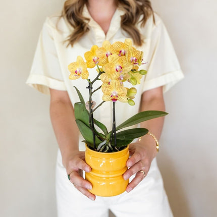 Kolibri Orchids | Combi Deal - 4 Gele Phalaenopsis Orchideeën Blossom Lima - Ø9 cm