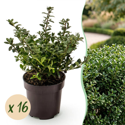Ilex crenata Stokes - Japanse Hulst - 16x Haagplanten - Groenblijvend - Groen - Pot 9cm - Hoogte 20-30cm