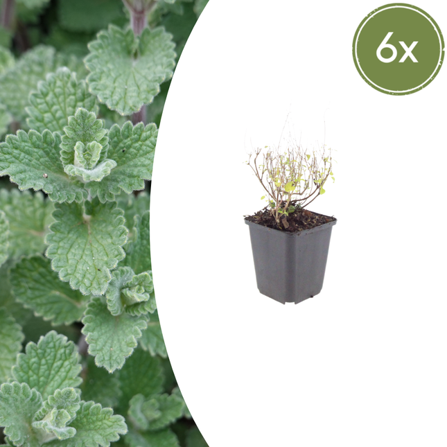 Calamintha nepeta - Bergsteenthijm - ↕10-25cm - Ø9cm - 6x
