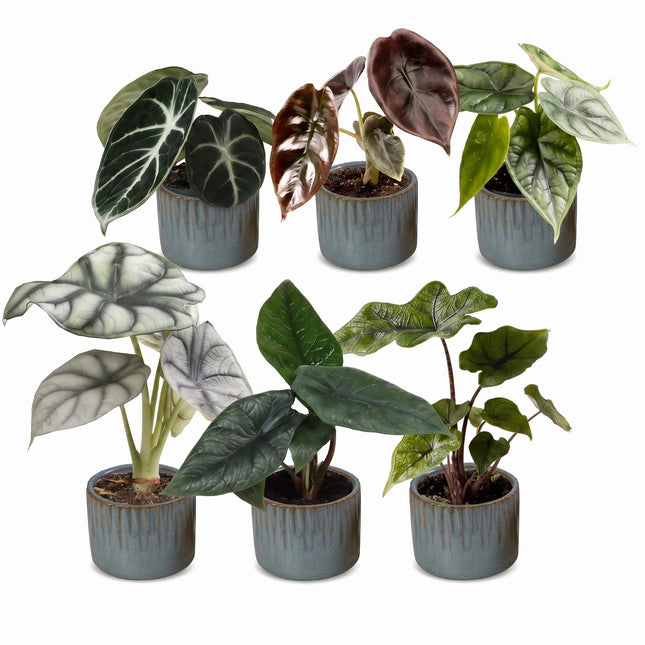 Baby Alocasia Familie 6x - Rood - Groen - Zwart - Zilver - Grijs - Tropisch - incl. Linnea Misty Blue - Ø6cm - ↕12cm