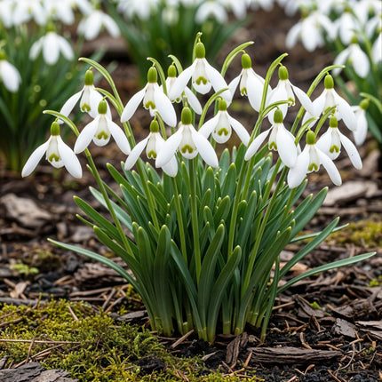 Bulbes de Galanthus elwesii - Blanc - 25 bulbes - Calibre 5/6 - Paquet XXL