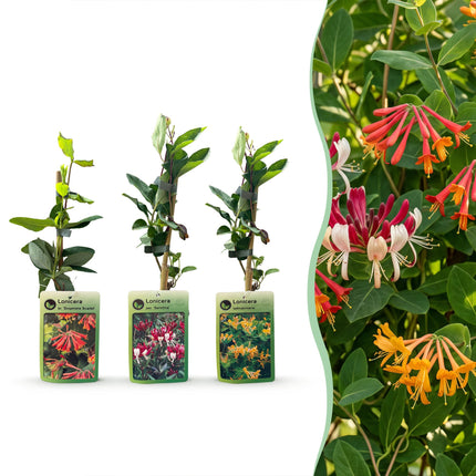 Lonicera Tricolour - Driekleurige kamperfoelie 12x - Rood - Paars - Oranje - Geel - Klimplant - Ø9cm - ↕35cm