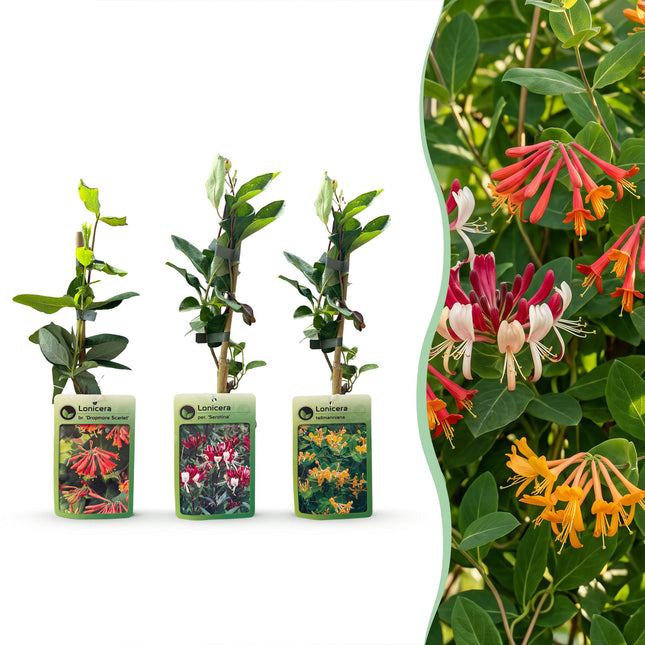 Lonicera Tricolour - Driekleurige kamperfoelie 12x - Rood - Paars - Oranje - Geel - Klimplant - Ø9cm - ↕35cm