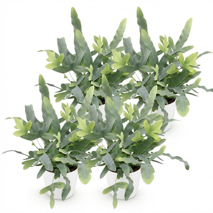 Phlebodium aureum Blue Star - Blauwe Varen - met witte plantenpotten - ↕25cm - Ø12cm - 4x
