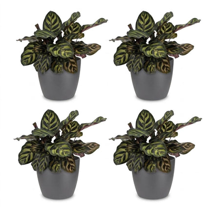 Calathea Makoyana - Pauwenplant - met grijze pot - ↕25cm - Ø12cm - 4x