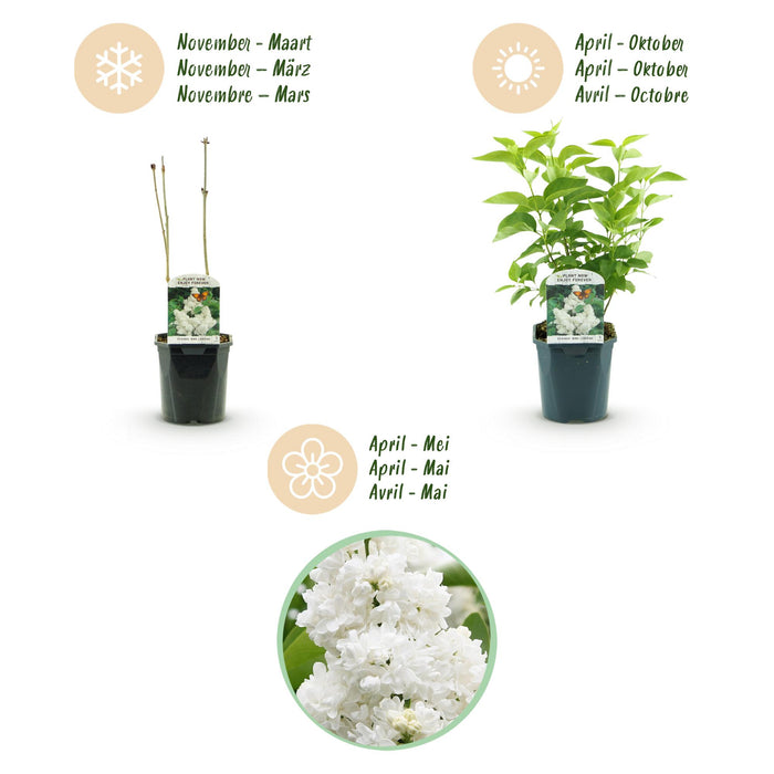 Syringa vulgaris mme Lemoine - Lilla comune - ↕45cm - Ø17cm